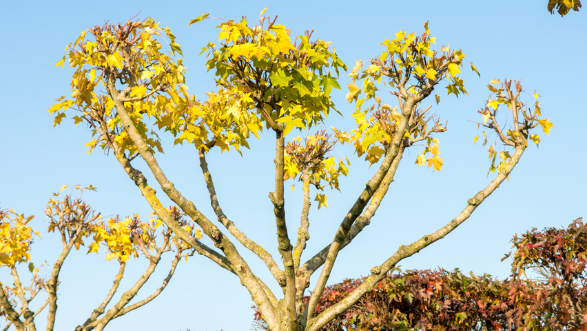 Acer cappadocicum 'Rubrum' évasée