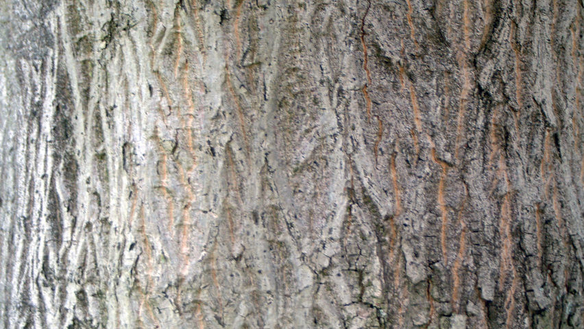 Acer cappadocicum subsp. lobelii tronc