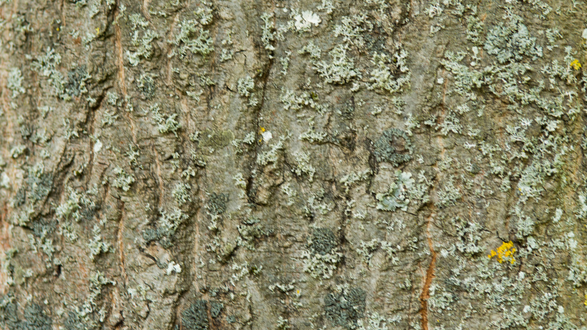 Acer cappadocicum subsp. lobelii tronc