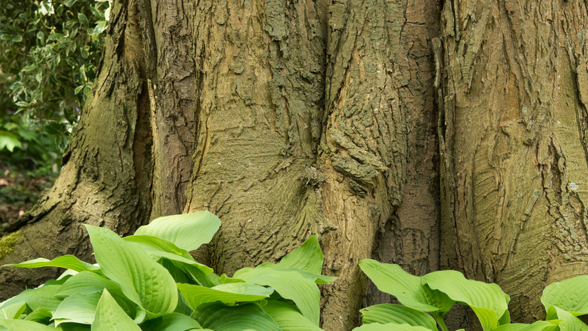 Acer cappadocicum subsp. lobelii tronc