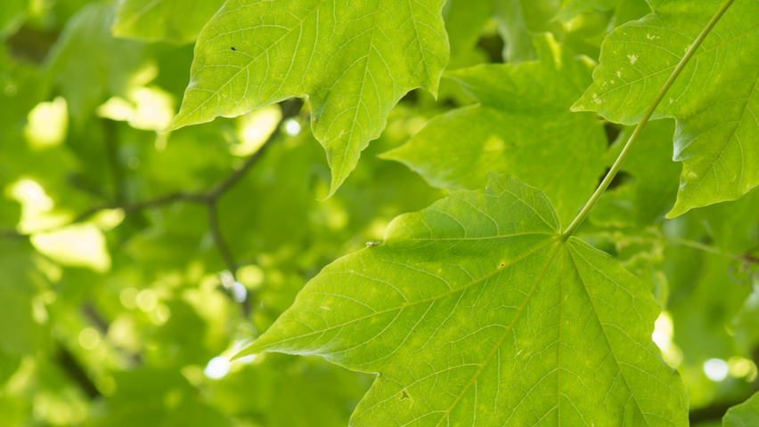 Acer cappadocicum subsp. lobelii Feuilles