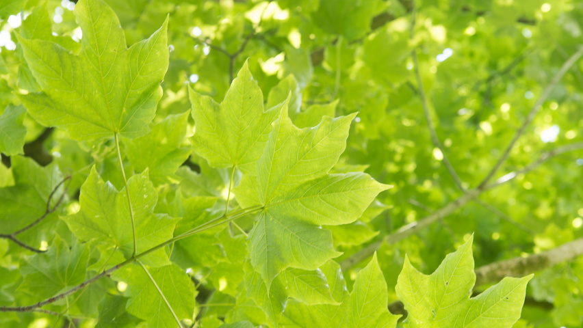 Acer cappadocicum subsp. lobelii Feuilles