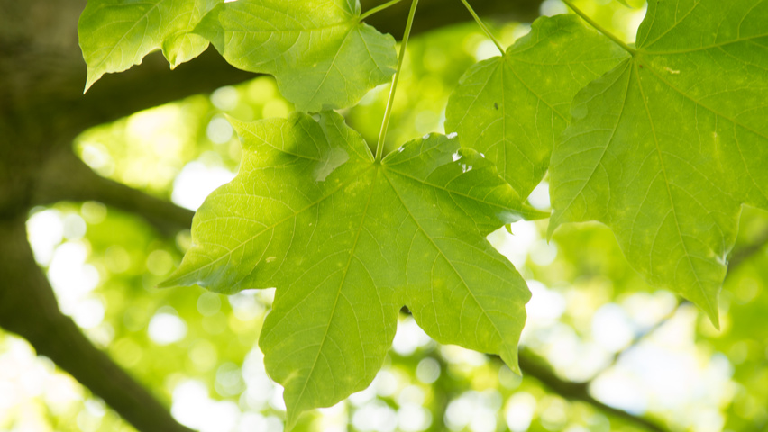 Acer cappadocicum subsp. lobelii Feuilles