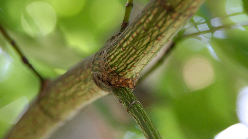 Acer cappadocicum ветви