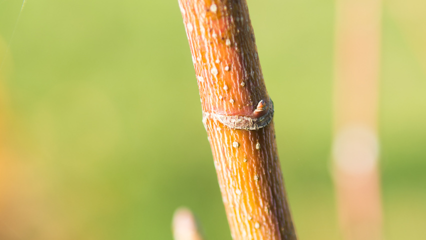 Acer cappadocicum ветви