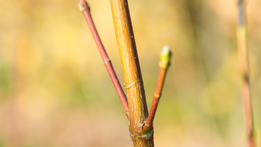 Acer cappadocicum ветви