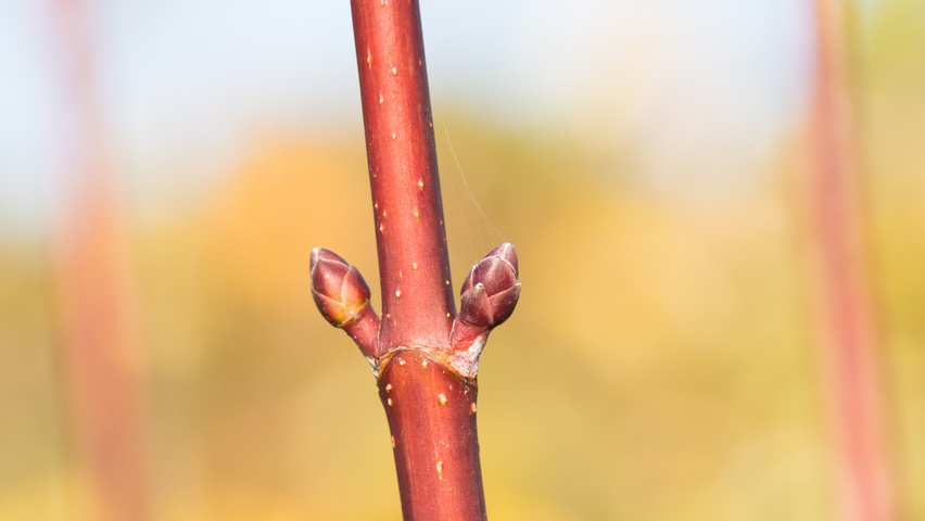 Acer cappadocicum ветви