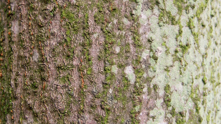 Acer carpinifolium Rinden