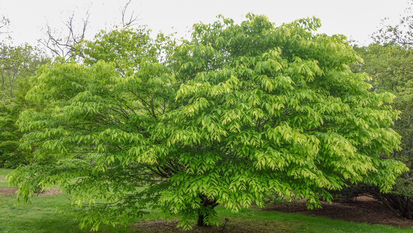 Acer carpinifolium charakteristische