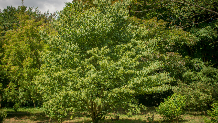 Acer carpinifolium charakteristische