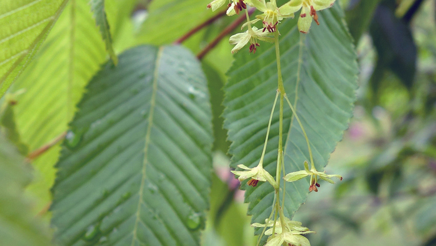 Acer carpinifolium Blumen
