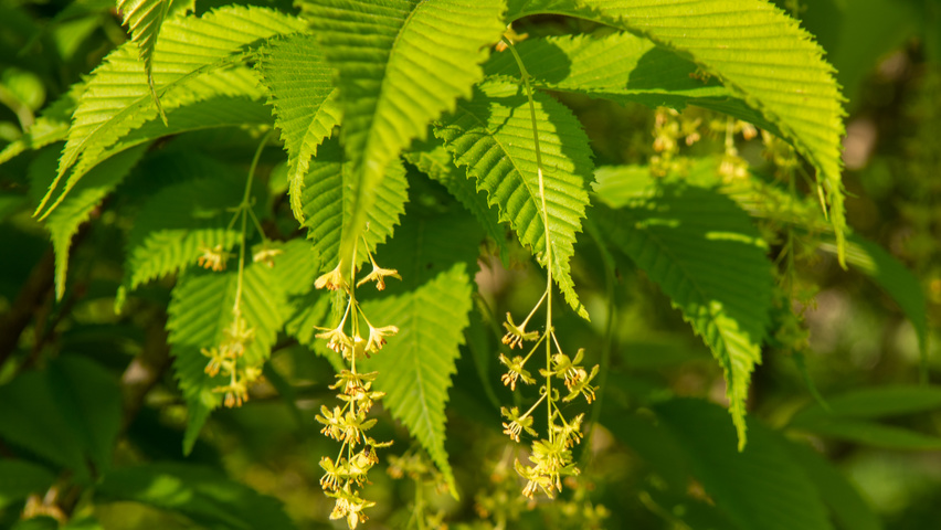 Acer carpinifolium Blumen