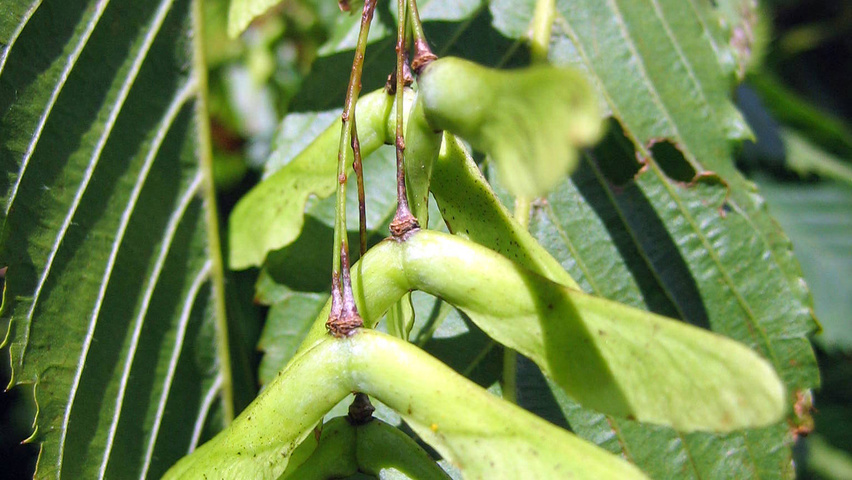 Acer carpinifolium Frucht
