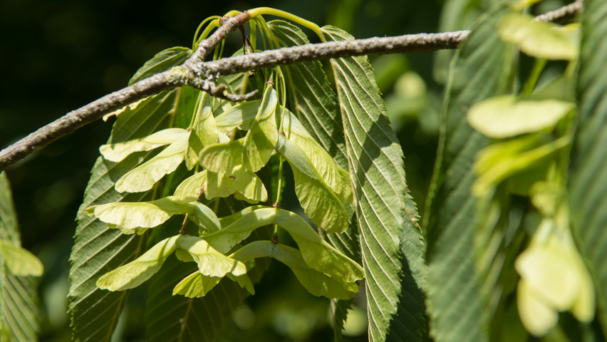 Acer carpinifolium Frucht