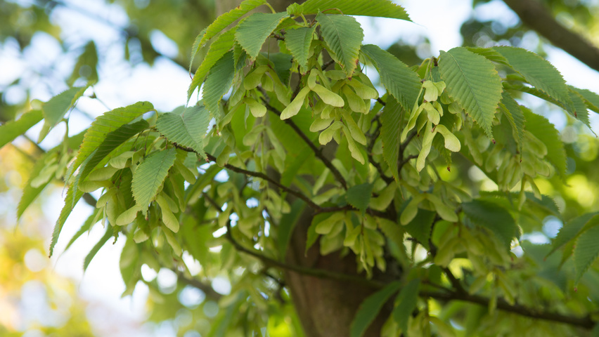 Acer carpinifolium Frucht