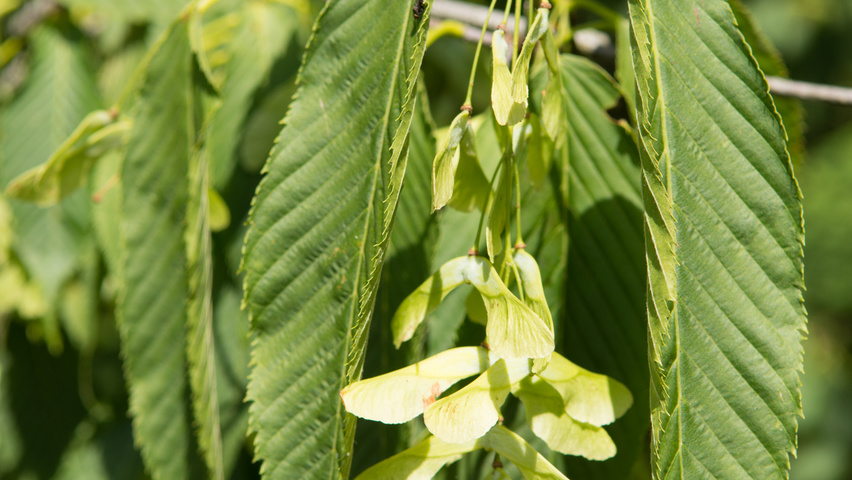 Acer carpinifolium Frucht