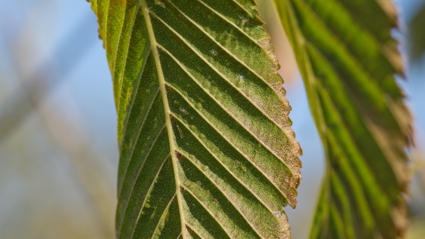 Acer carpinifolium Blatt