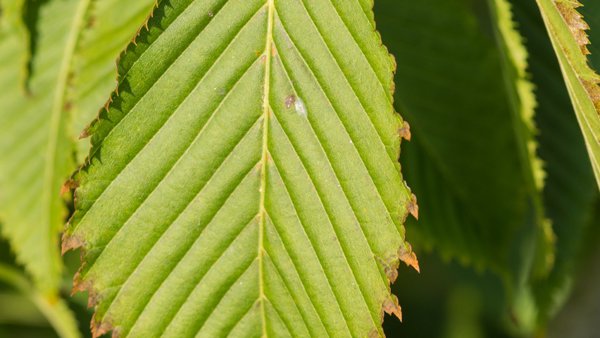 Acer carpinifolium Blatt