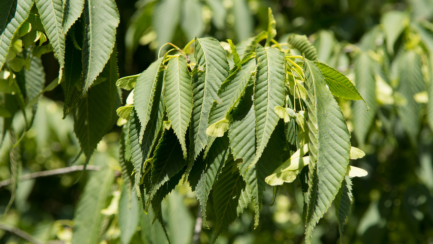 Acer carpinifolium Blatt
