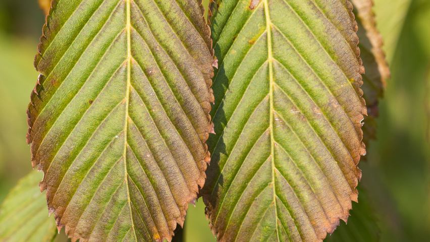 Acer carpinifolium Blatt
