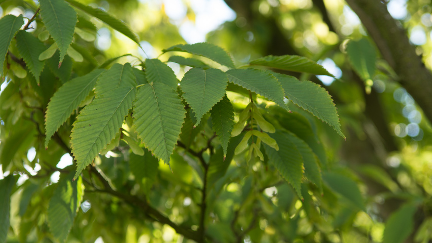 Acer carpinifolium Blatt