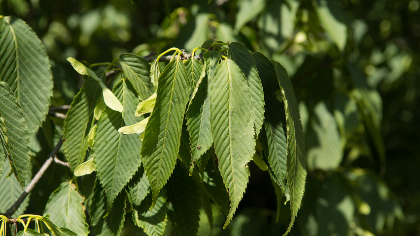 Acer carpinifolium Blatt