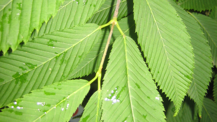 Acer carpinifolium Blatt