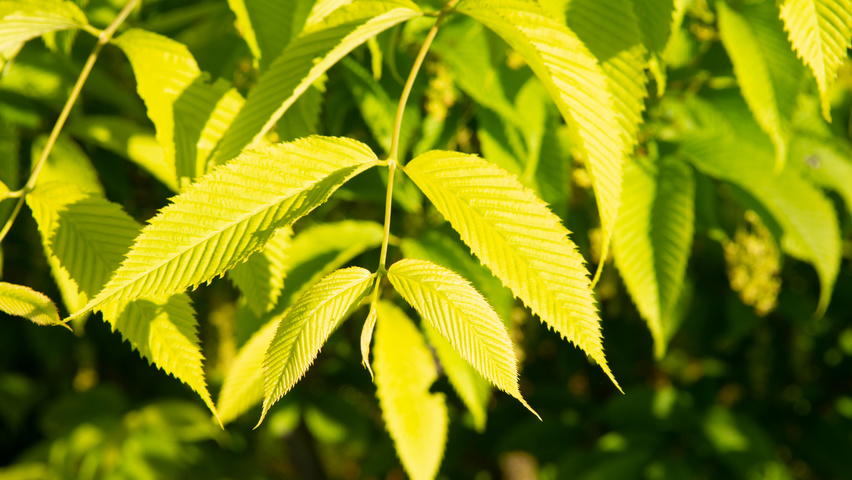 Acer carpinifolium Blatt