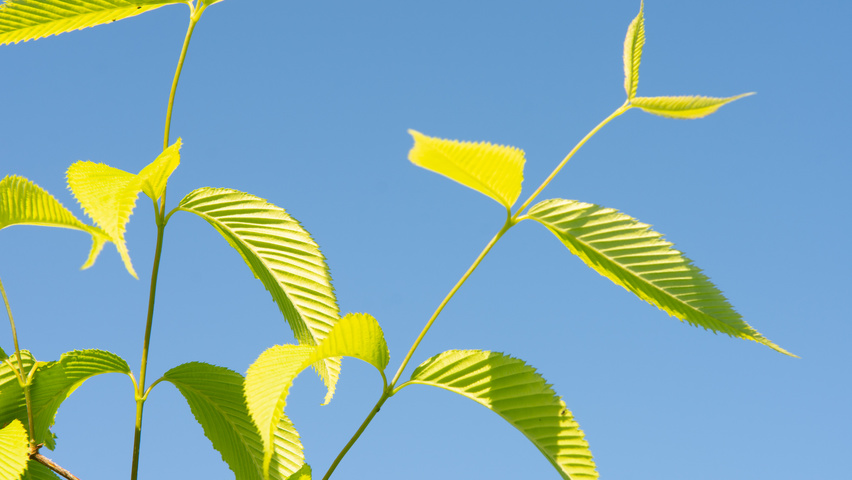 Acer carpinifolium Blatt