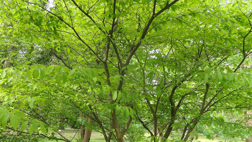 Acer carpinifolium mehrstämmige