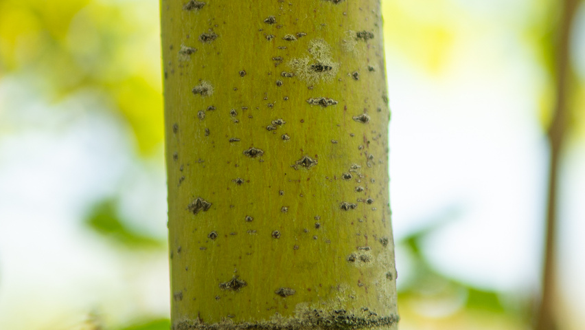 Acer circinatum bark