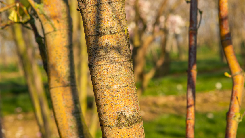 Acer circinatum bark