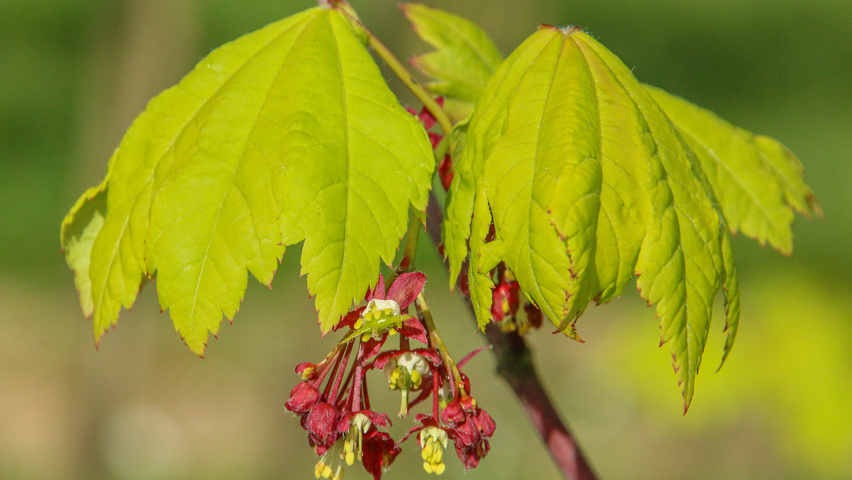Acer circinatum flowers
