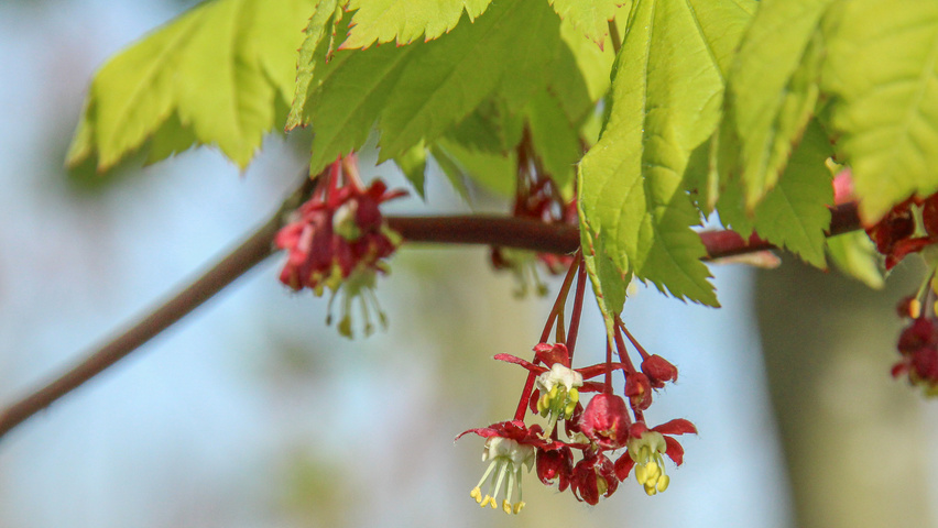 Acer circinatum flowers