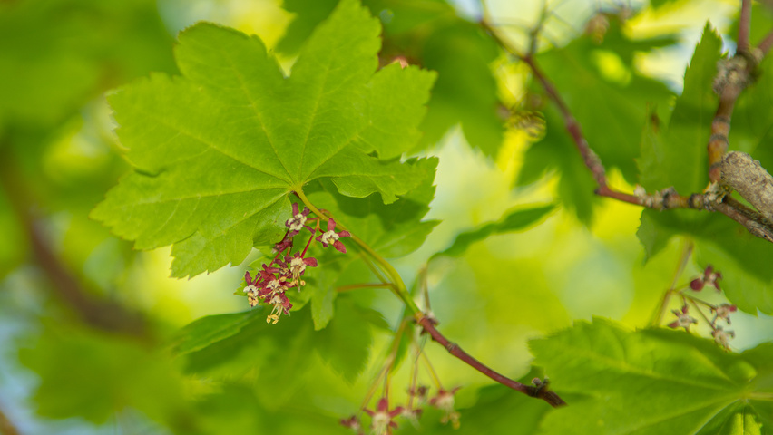 Acer circinatum flowers