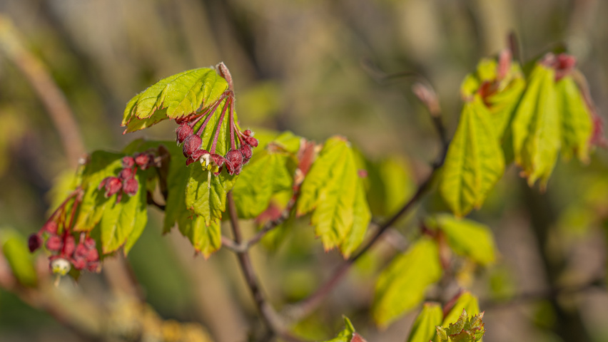 Acer circinatum flowers