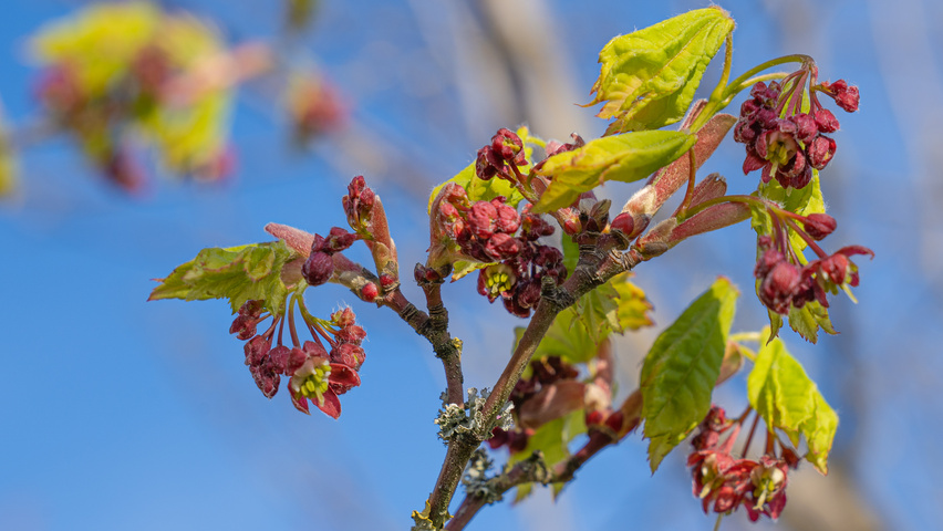 Acer circinatum flowers