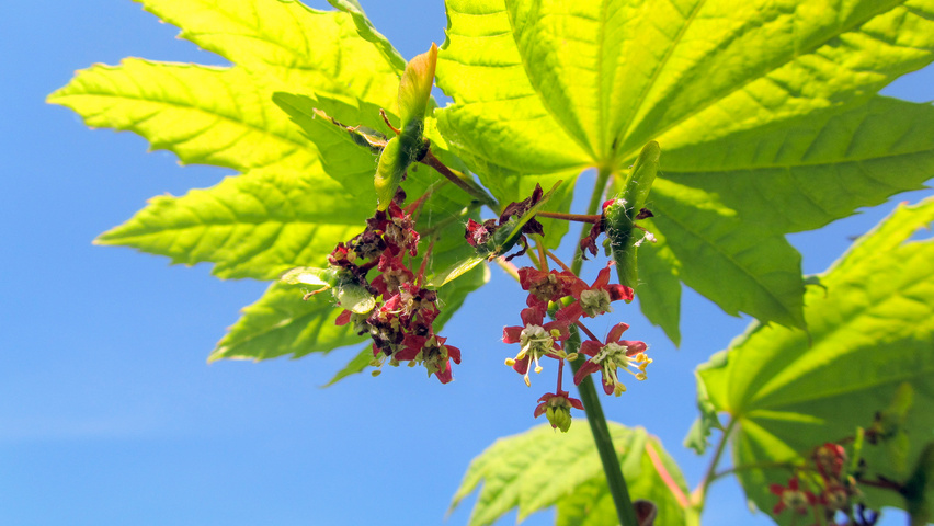 Acer circinatum flowers