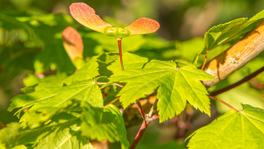 Acer circinatum fruits