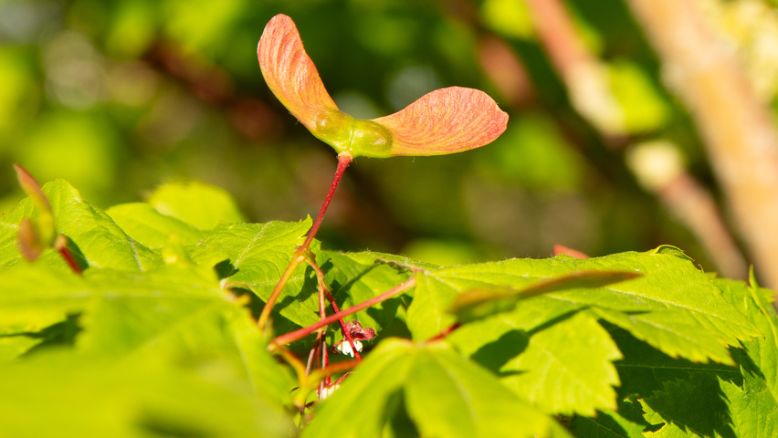 Acer circinatum fruits