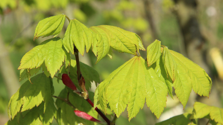 Acer circinatum leaves