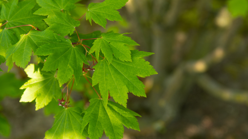 Acer circinatum leaves