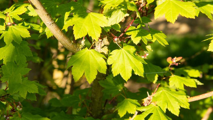 Acer circinatum leaves