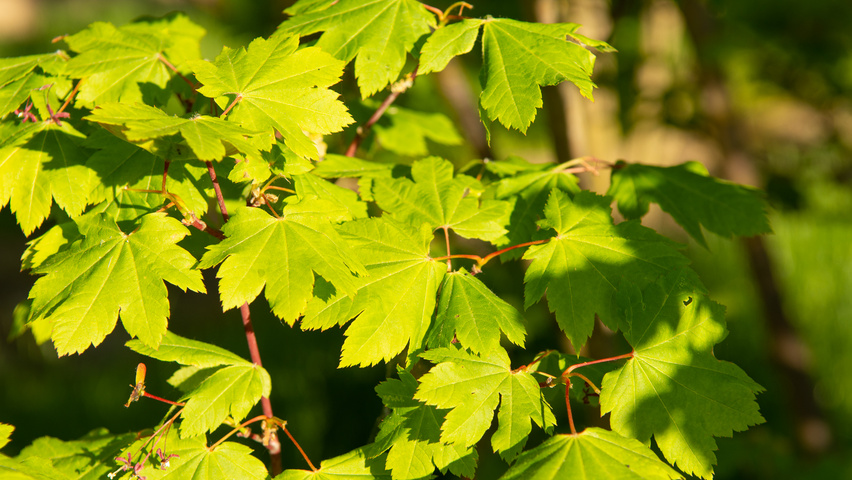Acer circinatum leaves