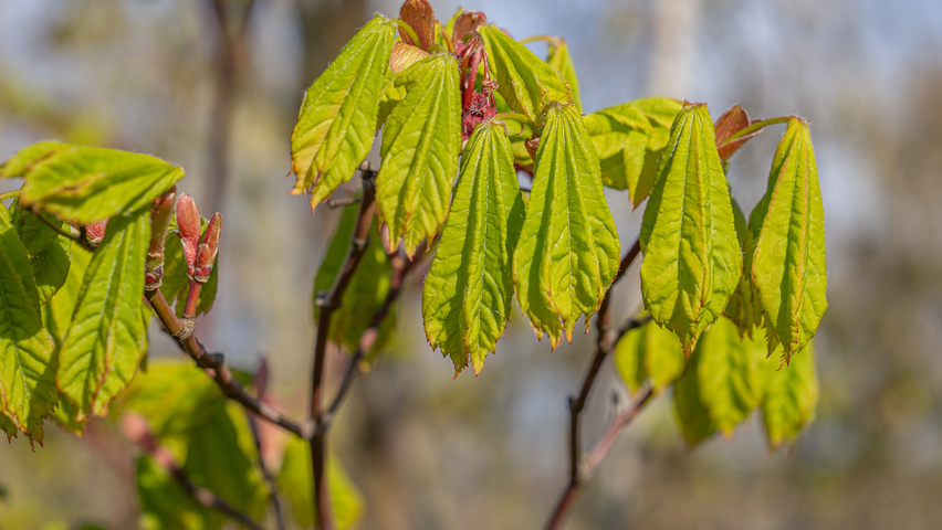 Acer circinatum leaves