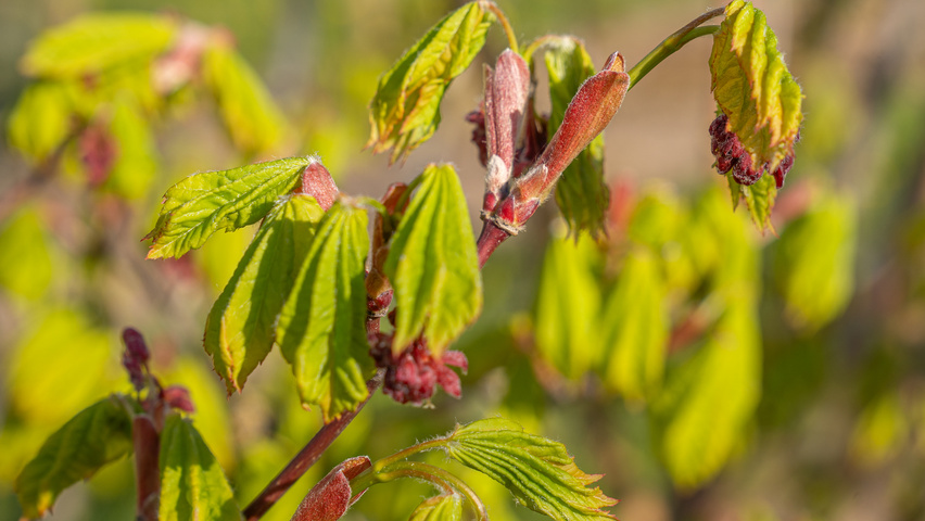 Acer circinatum leaves