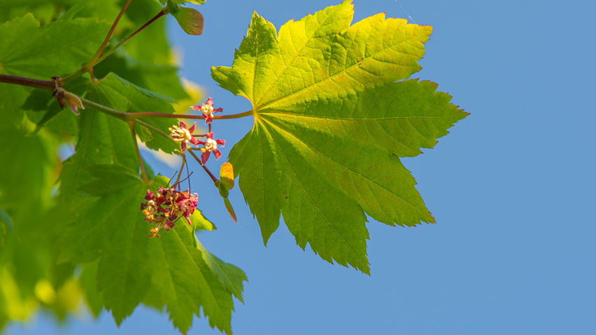 Acer circinatum leaves