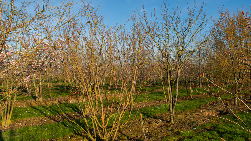 Acer circinatum multi-stem