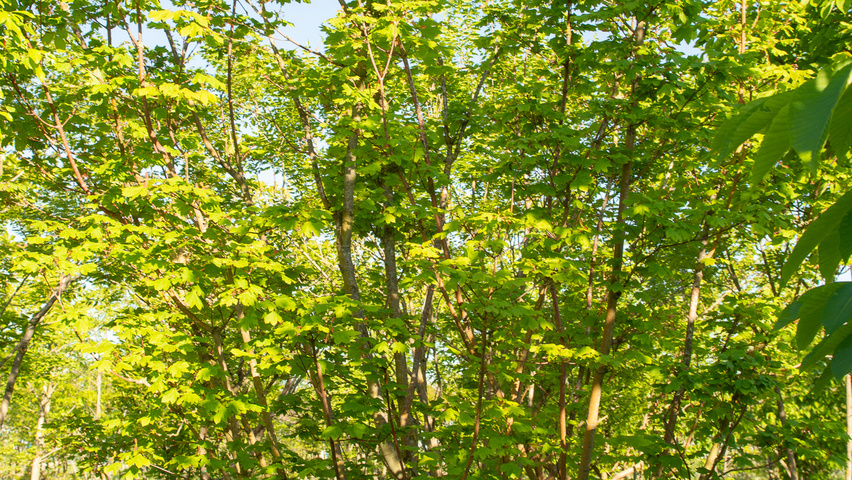Acer circinatum multi-stem