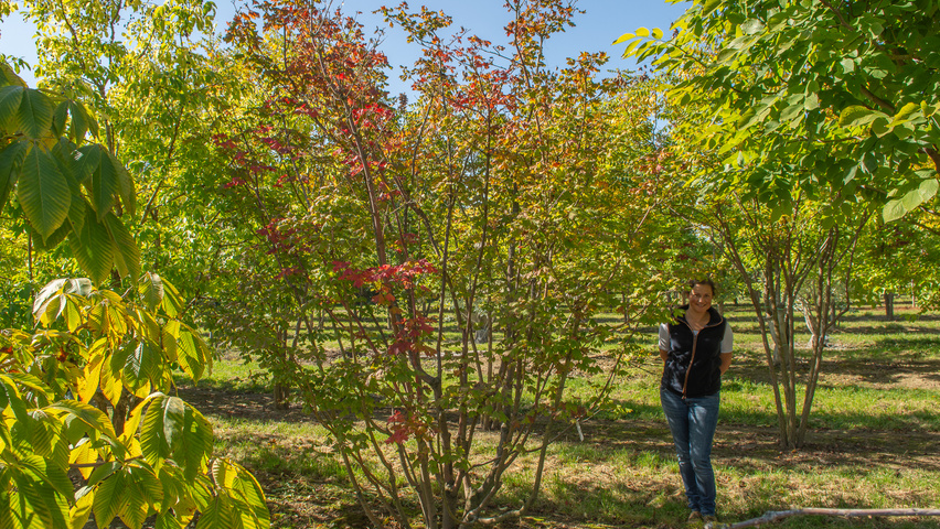 Acer circinatum multi-stem
